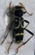 Clytus rhamni.jpg