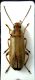 Melandryidae -  female2.jpg
