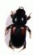 Paoletti_schydmaenide_ImmMZ16_001191.jpg