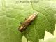 Agrilus hyperici.jpg