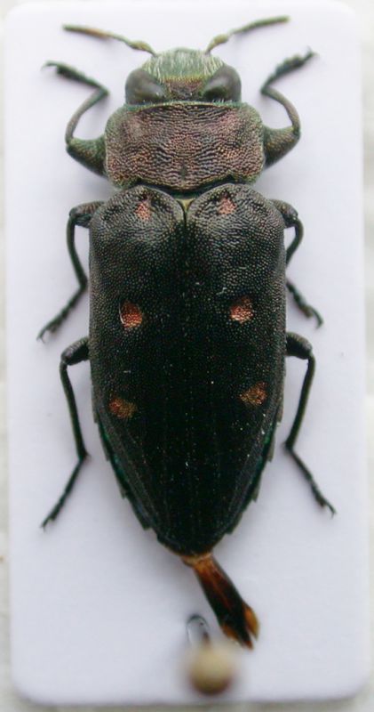 Chrysobothris 1.jpg