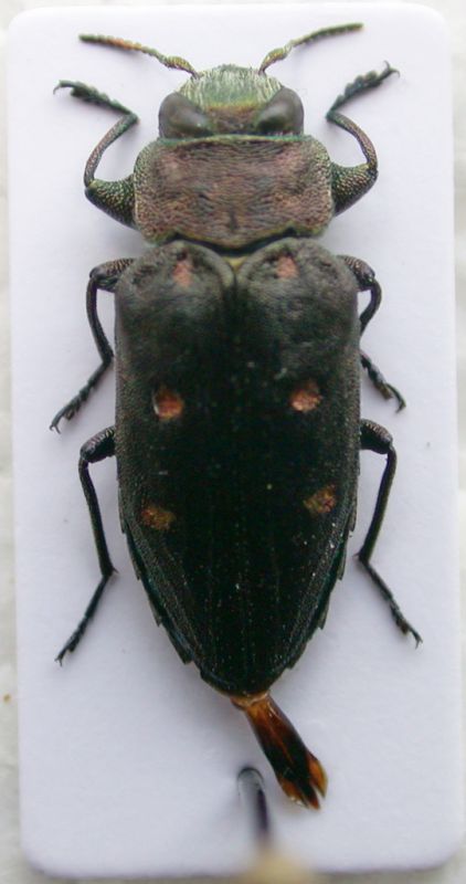 Chrysobothris 2.jpg