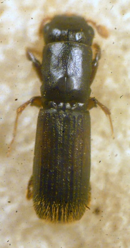 Platypus cylindrus (Fabricius, 1792) - Platypodidae .JPG