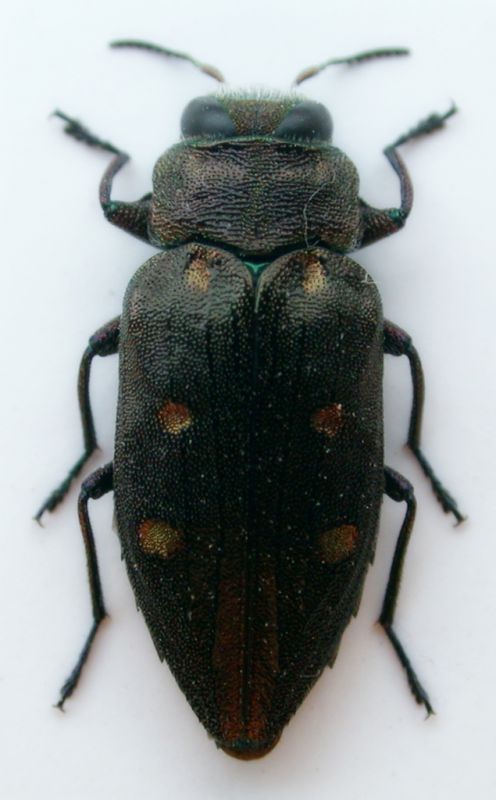 Chrysobothris.jpg