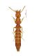 tn_S. mariae n. sp. 1.JPG