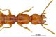 tn_S. mariae n. sp. 2.JPG