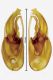 tn_S. mariae n. sp. edeago.JPG