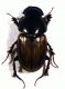 Paoletti_schydmaenide_ImmMZ16_001190.jpg