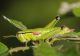 IMGP8735_Ghopper_Odontopodisma_Q_sm.JPG
