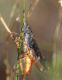 IMGP8718_Omocestus_Ghopper_Q.JPG
