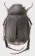 Homaloplia_ruricola_Fiumata_2-VII-2013_a_grey.jpg