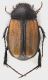 Homaloplia_ruricola_Fiumata_2-VI-2013_b_grey.jpg