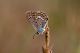 _MG_1815.jpg