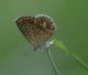 IMGP8753_BLU__P_agestis_Q_sm.JPG