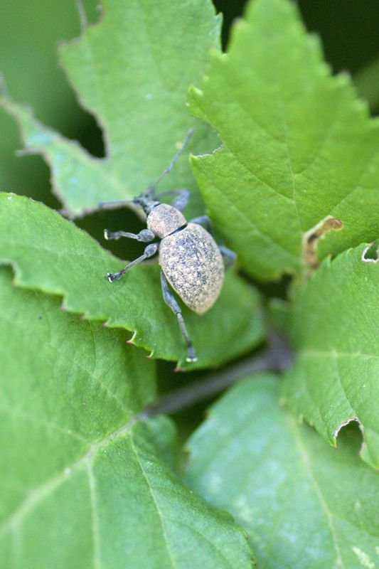 curculionidae da id lr.jpg