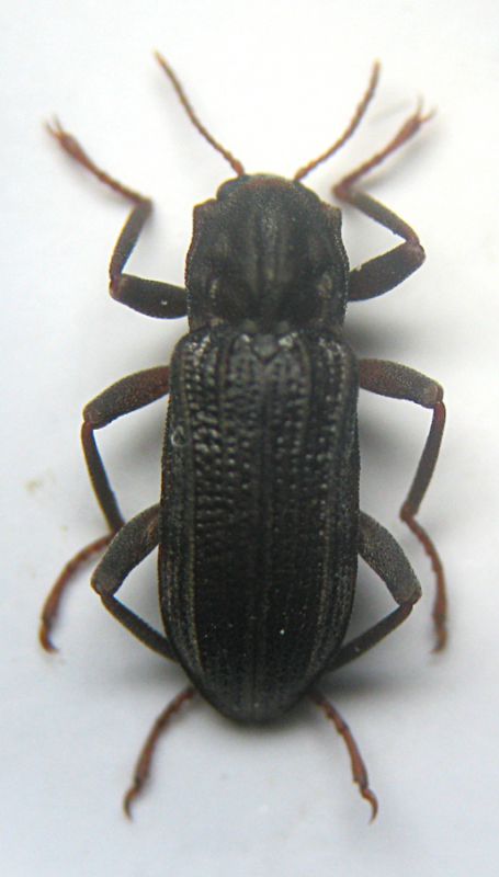 Stenelmis canaliculata1.jpg