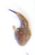 Gonioctena edeago.jpg