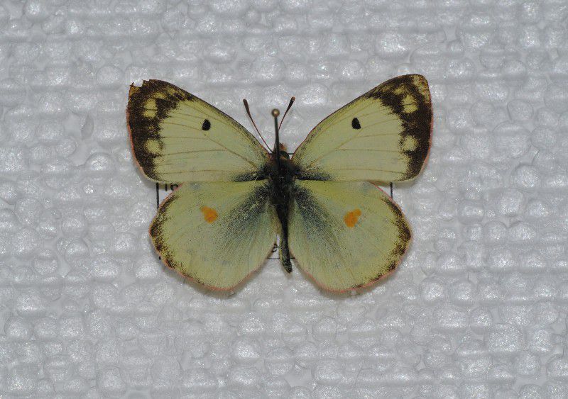 0011-Colias cd hyale - Copia.jpg