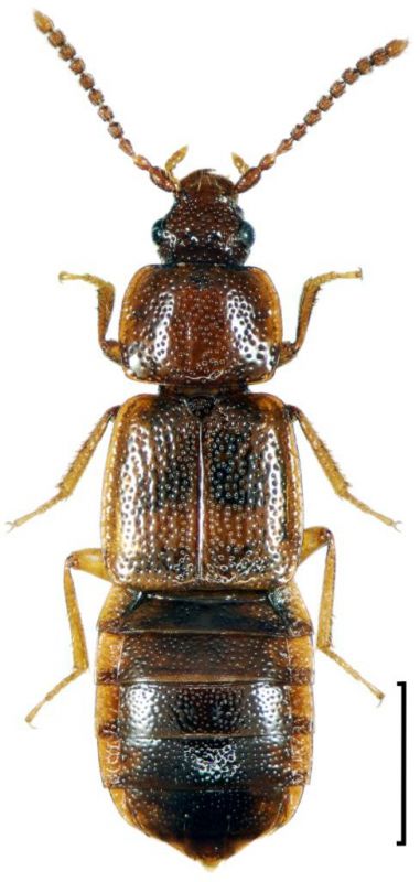 Acidota cruentata Mannerheim, 1831.jpg