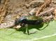 CalosomaSycophanta0134.jpg