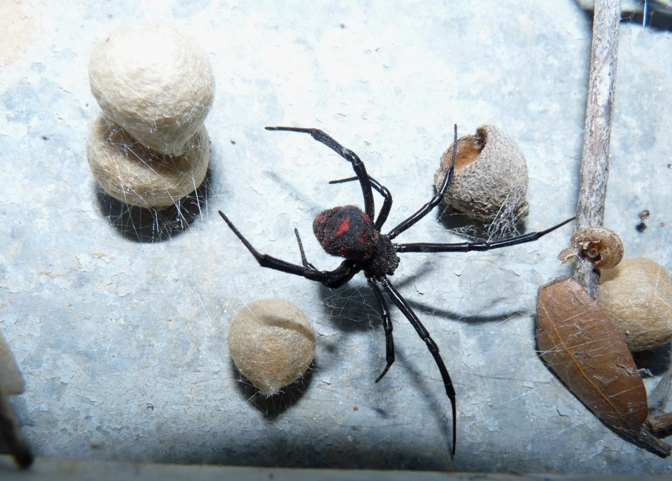 latrodectus dopo.JPG