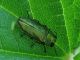 Buprestidae- Anthaxia nitidula masch- IMG_4902-.jpg