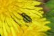 Buprestidae-  Anthaxia nitidula-+-IMG_4296m-18 04 09.jpg