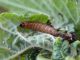Notocelia_uddmanniana_larva.jpg