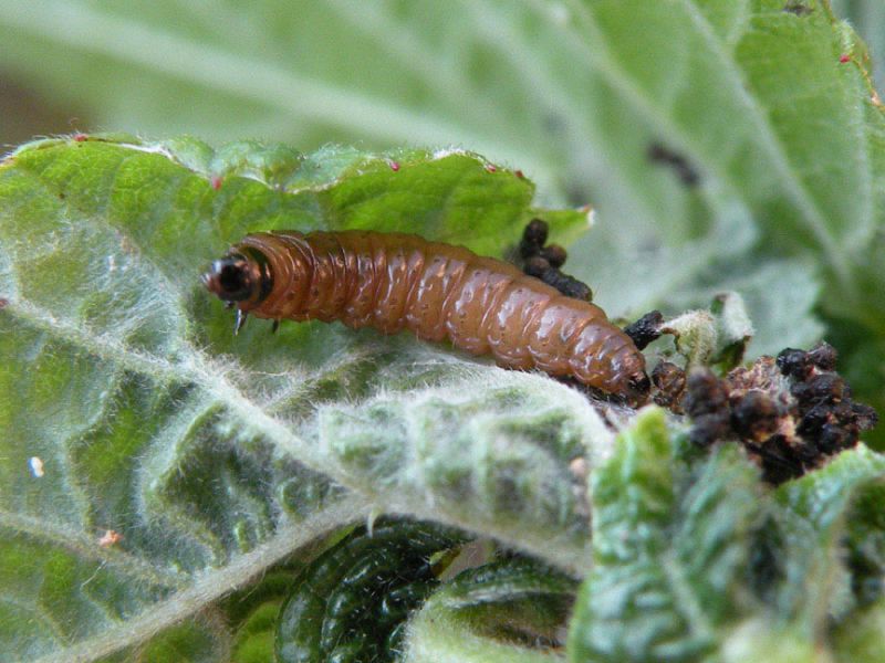 Notocelia_uddmanniana_larva.jpg