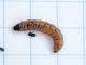 Notocelia_uddmanniana_larva_matura.jpg