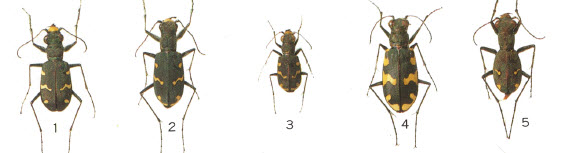 C.sachalinensis.jpg