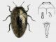 Trachys problematicus Obenberger 1918.jpg