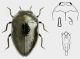 Trachys scrobiculatus Kiesenwetter, 1857.jpg