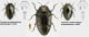 Trachys problematicus Obenberger 1918.jpg