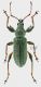 Phyllobius rid.jpg