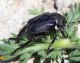 Hoplia sp..jpg