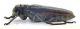 Comb0853_53crc.jpg