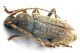 Comb0857_74crc.jpg