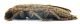 Comb0856_35crc.jpg