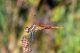 DSC_7998 copia.jpg