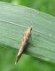 Ypomeneutidae- Plutella xylostella- IMG_4813-.jpg