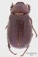 Aplidia-sp.jpg
