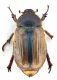 Comb0858_43zcr.jpg
