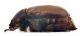 Comb0860_52zcr.jpg
