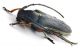 Comb0862_55zcr.jpg