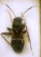 Pilophorus angustulus Reuter, 1888.JPG