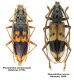 Phoracantha%20semipunctata%20(Fabricius%201775).jpg
