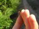 Calopteryx-078.jpg