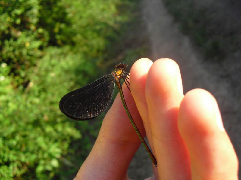 Calopteryx-078.jpg