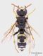 Cerceris-sp_Modione.jpg